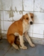 Cachorro Image 1