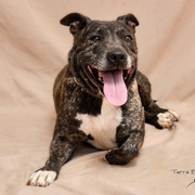 BUDDY Imagen 2