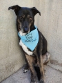 BENJI Imagen 1