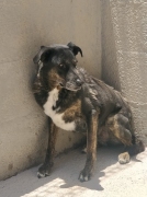 BENJI Imagen 1