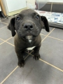 CHERRY (ATHOS) Image 1