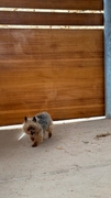 Geppetto Imagen 5