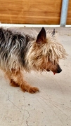 Geppetto Imagen 4