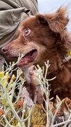COCO Image 1
