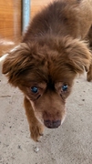 COCO Image 4