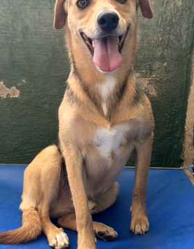 GUS Imagen 1