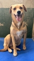 GUS Imagen 1