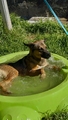 GORDI Image 1