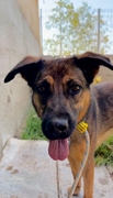 GORDI Image 1