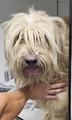 COCO Imagen 1
