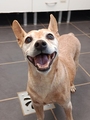 TOBY Imagen 1