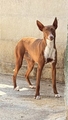 RAVIS Imagen 1