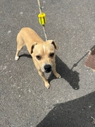 TOFFEE Image 1