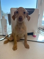 Diamante (TENO) Imagen 1