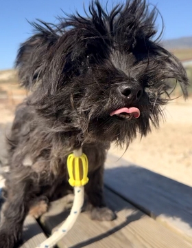 AMELIA (KENIA) Image 1