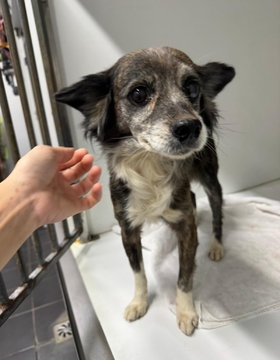 TB24/26 (CHIQUITA) Imagen 1