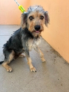 ALMENDRA Imagen 1