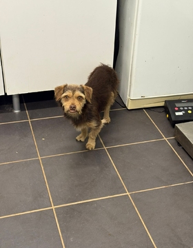 GIZMO Imagen 1